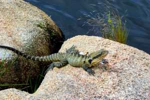 EASTERN-WATER-DRAGON (3)